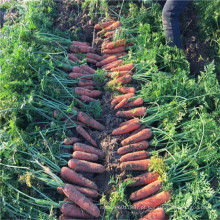 Vegetal para a venda heirloom hs código semente cenoura híbrida F1 cultivo de sementeira agrícola semeadora plantio (51005)